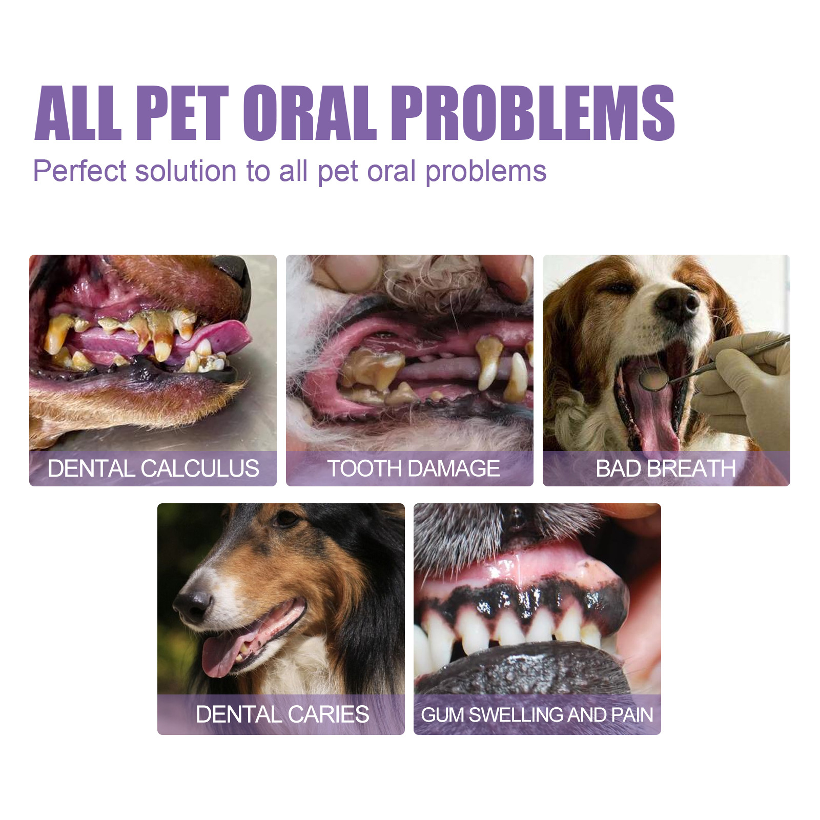 Pet Oral Repair Gel Puppy Tart – обзор и цена Teeth Whitening Gels Used By Dentists